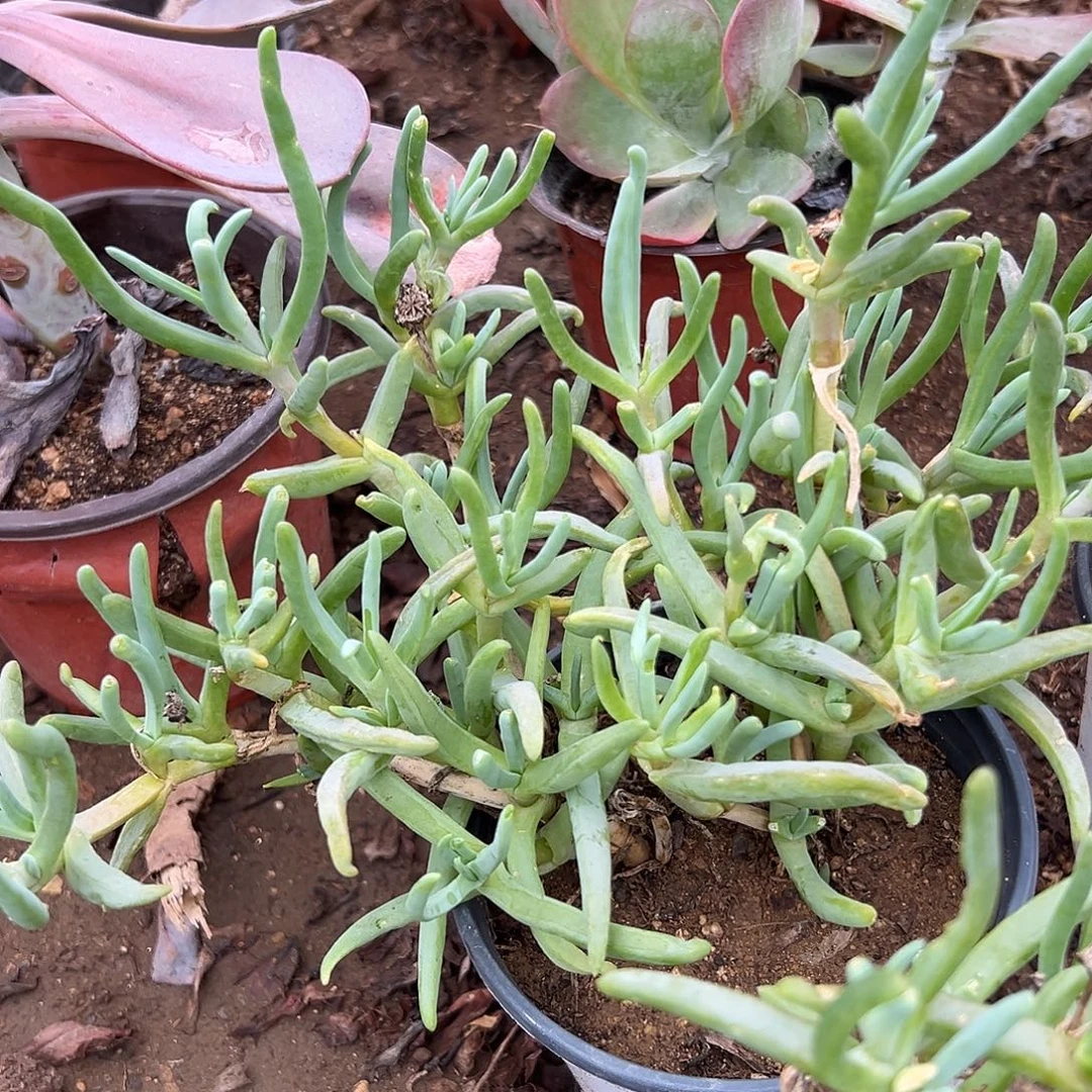 多肉植物黄花奔龙