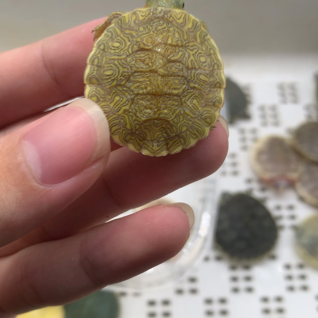 不分公母巴西彩龟