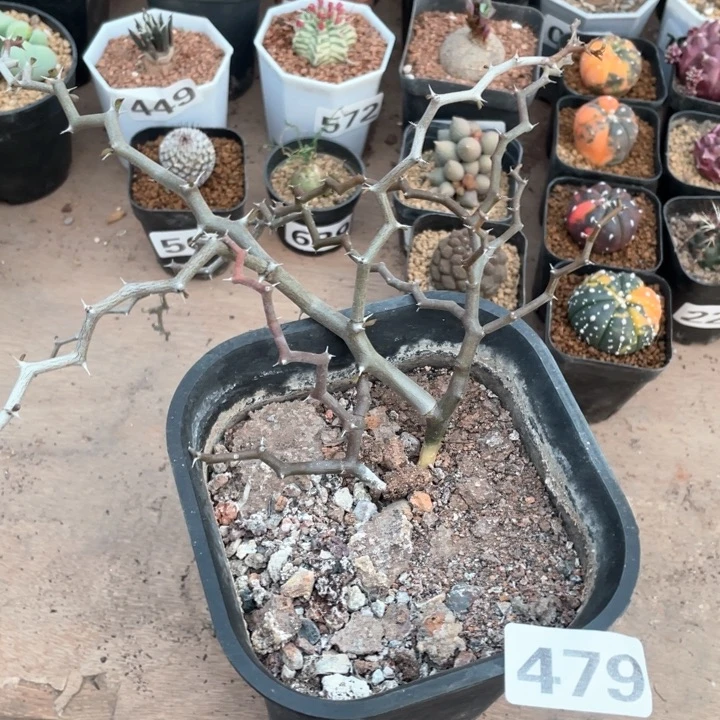 479大弯曲龙块根植物