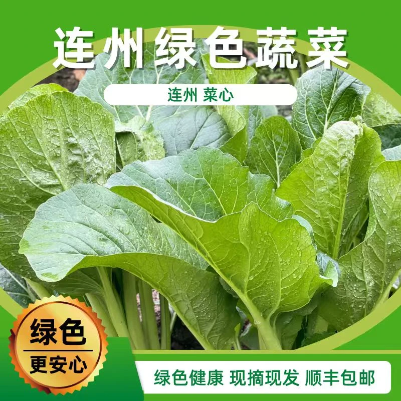 【燕喜创新园】粤北连州西岸菜心时令佳蔬口感格外清甜爽脆可口