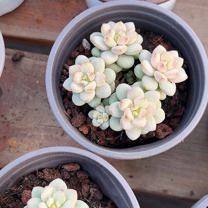 阳光青提  福利多多