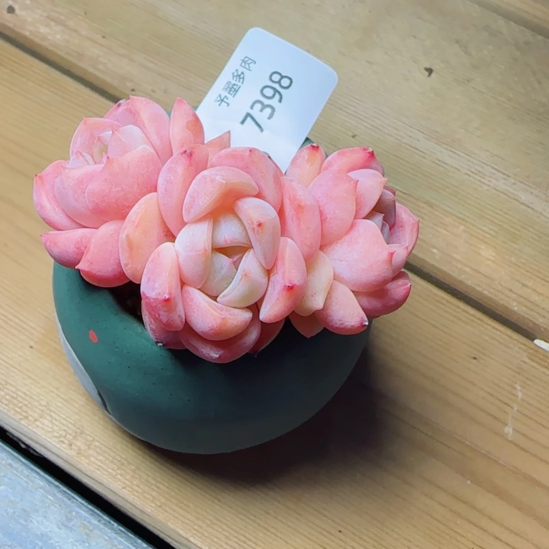 桃夭，7398多肉植物