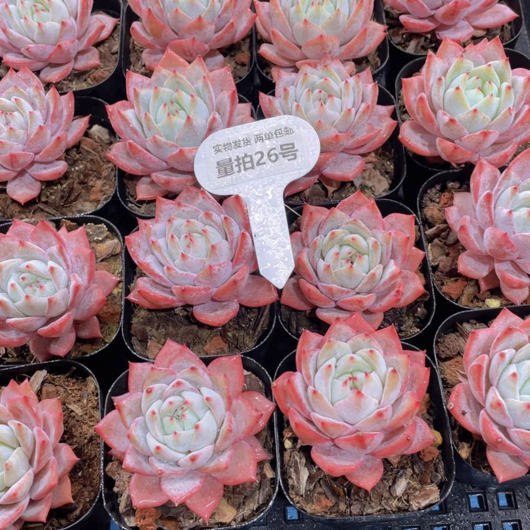 量拍26号 韩货全状态粉蓝鸟单头一个