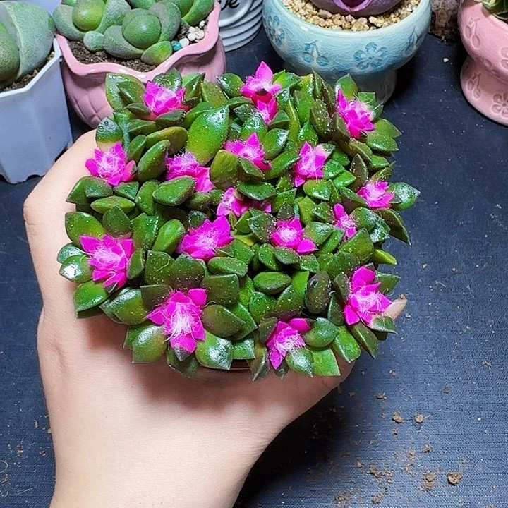 吹雪带盆一盆福利炸