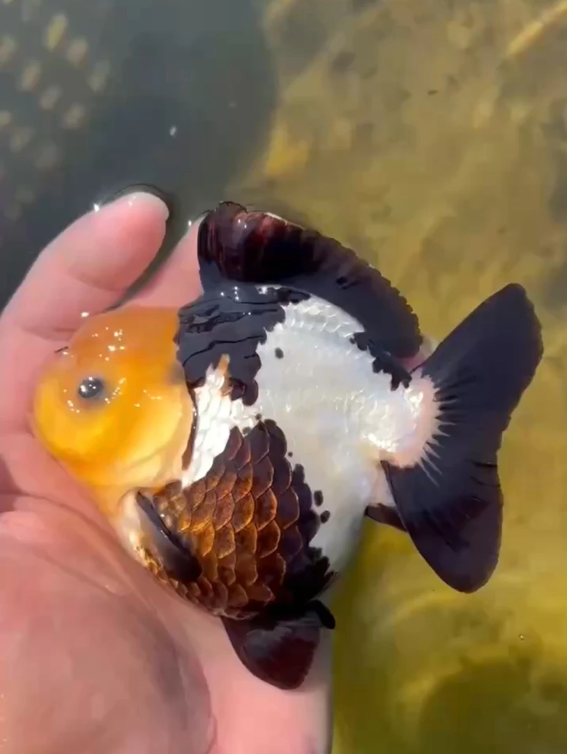 精选兰寿玛丽泰狮金鱼冷水观赏鱼好养耐活直播链接