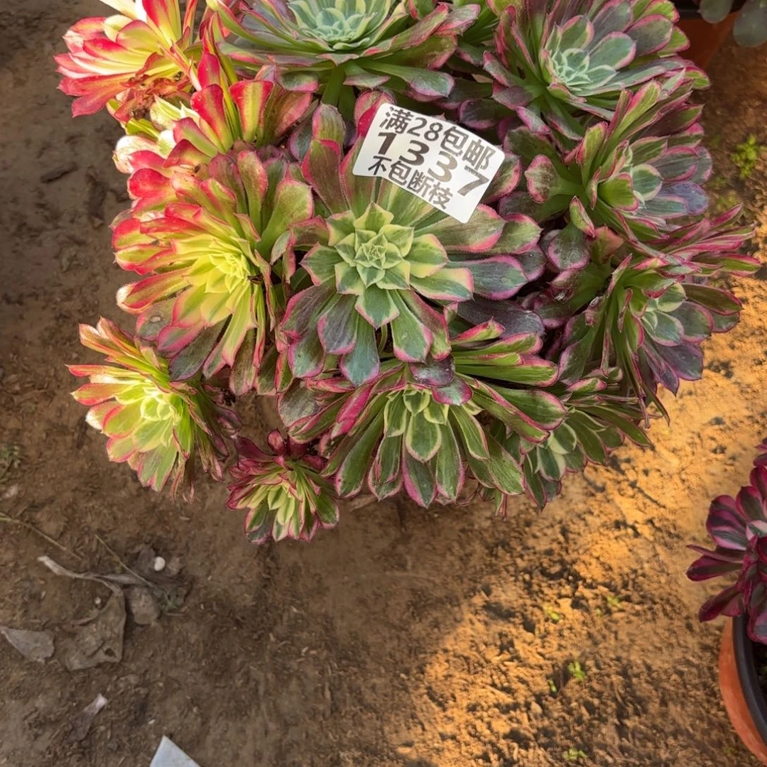 M. 1337天和多肉1，cede