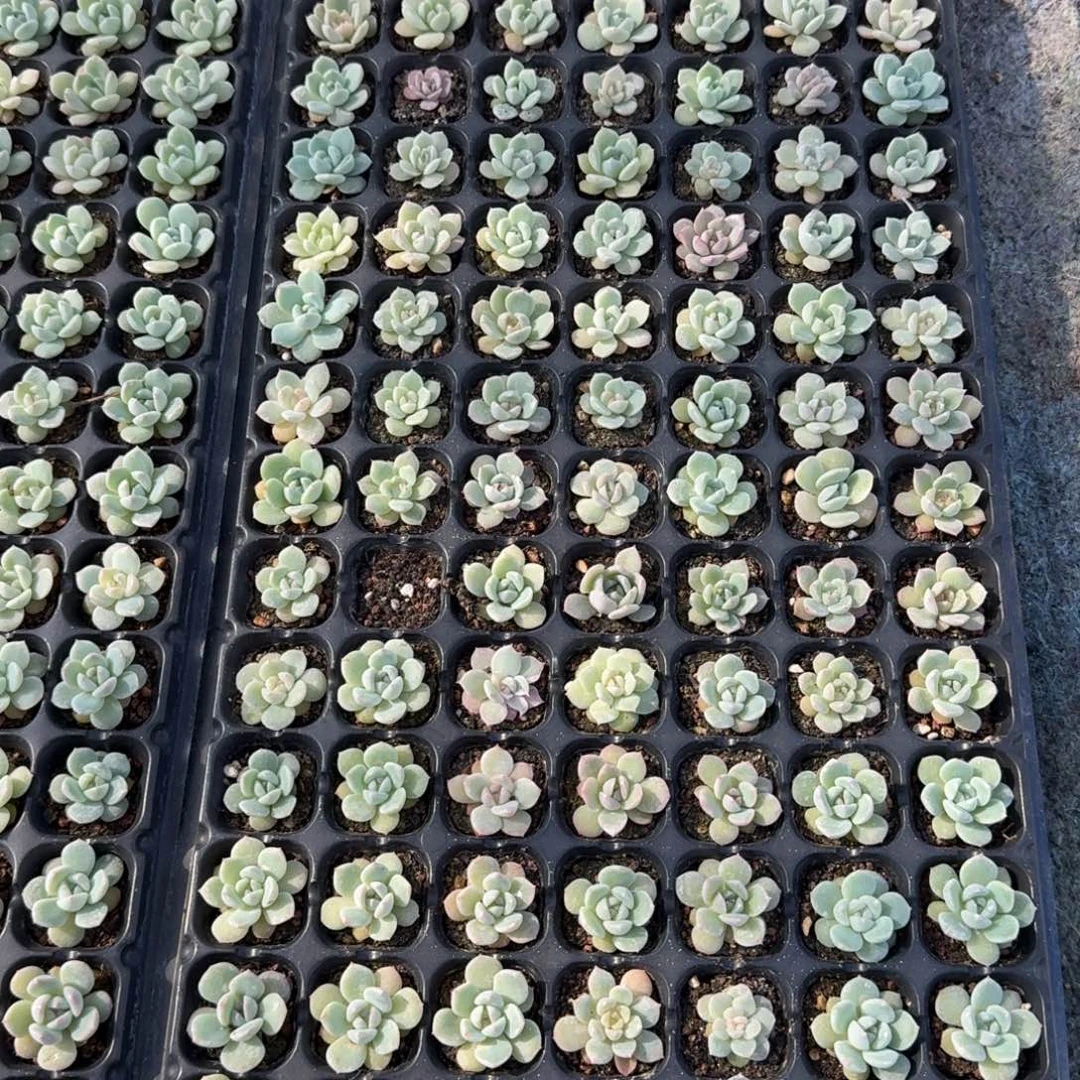 如图糖心混合播种穴盘一盘不售后