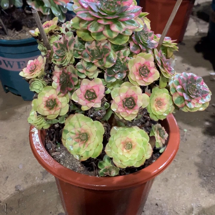 886雨荷多肉植物特价