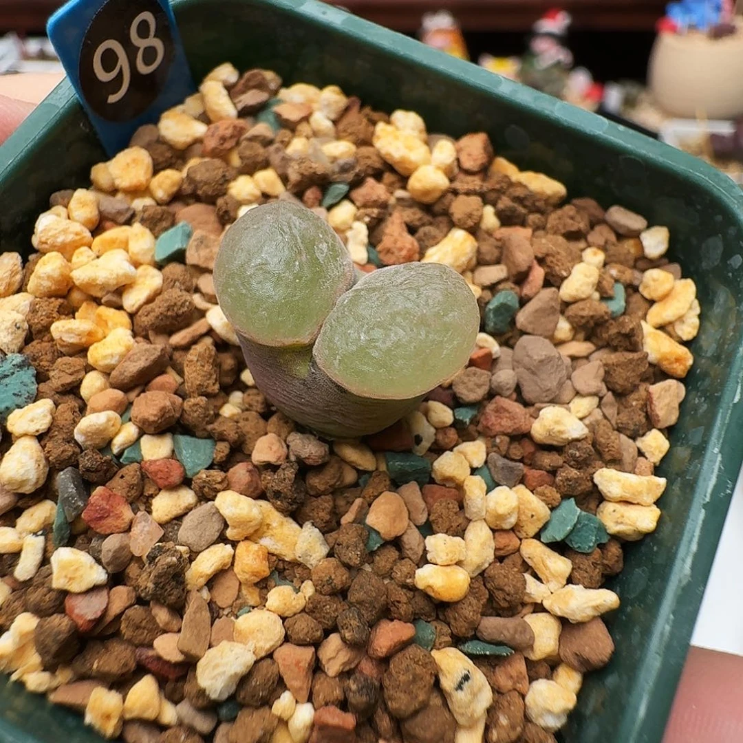 多肉植物福利风铃98