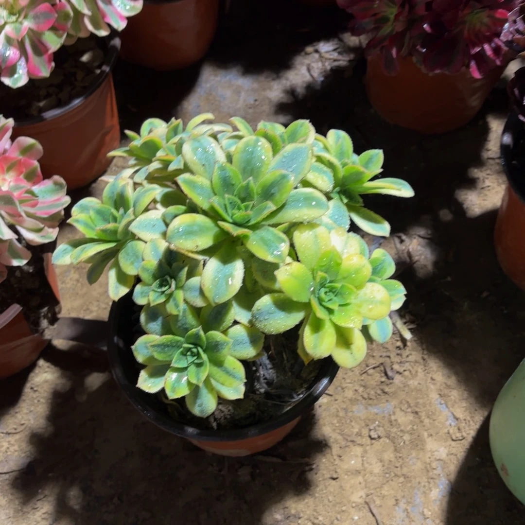 星爆法师9.9多肉植物