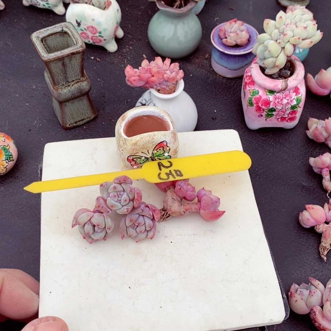 齐*2号的肉肉肉肉肉肉