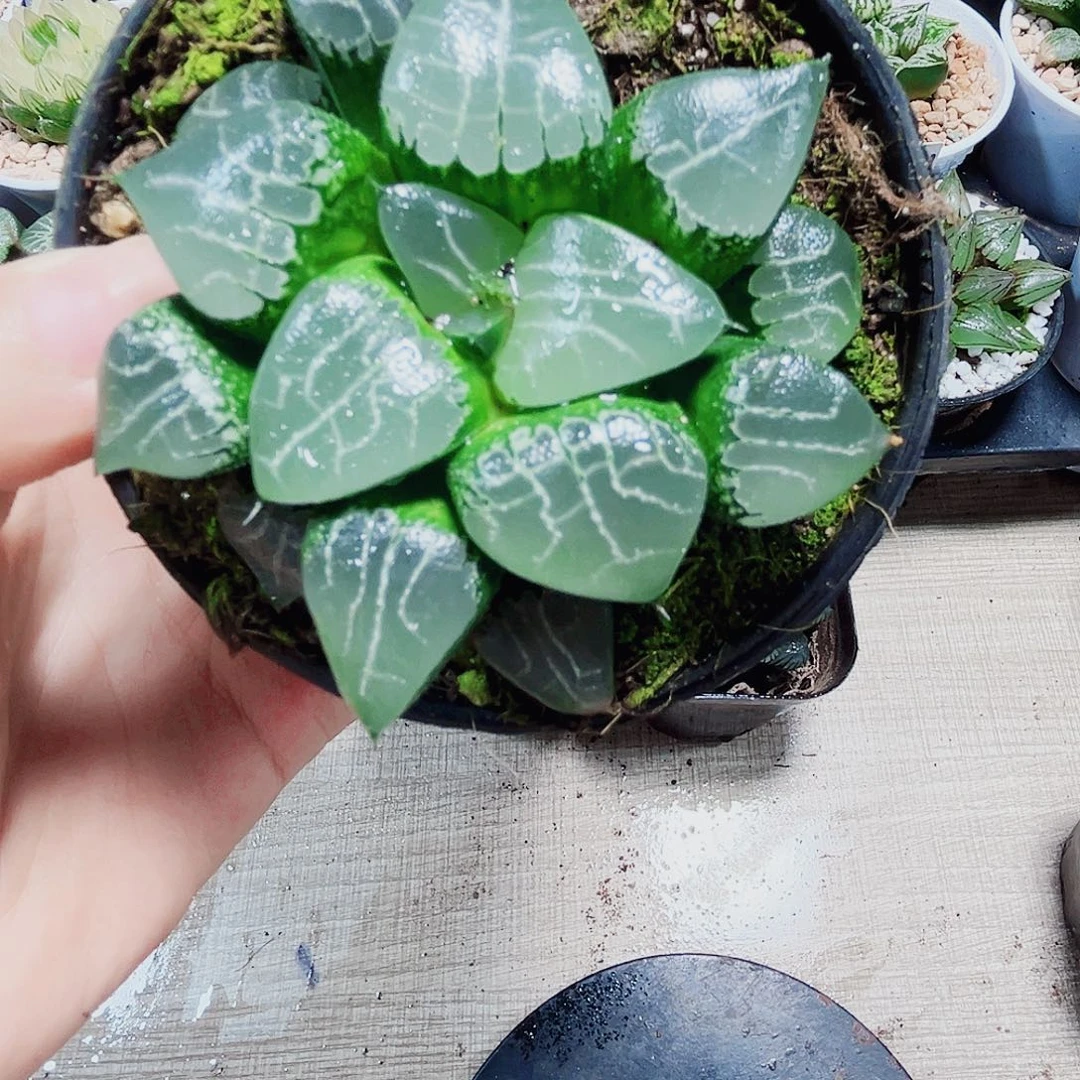 月影寿多肉植物6666