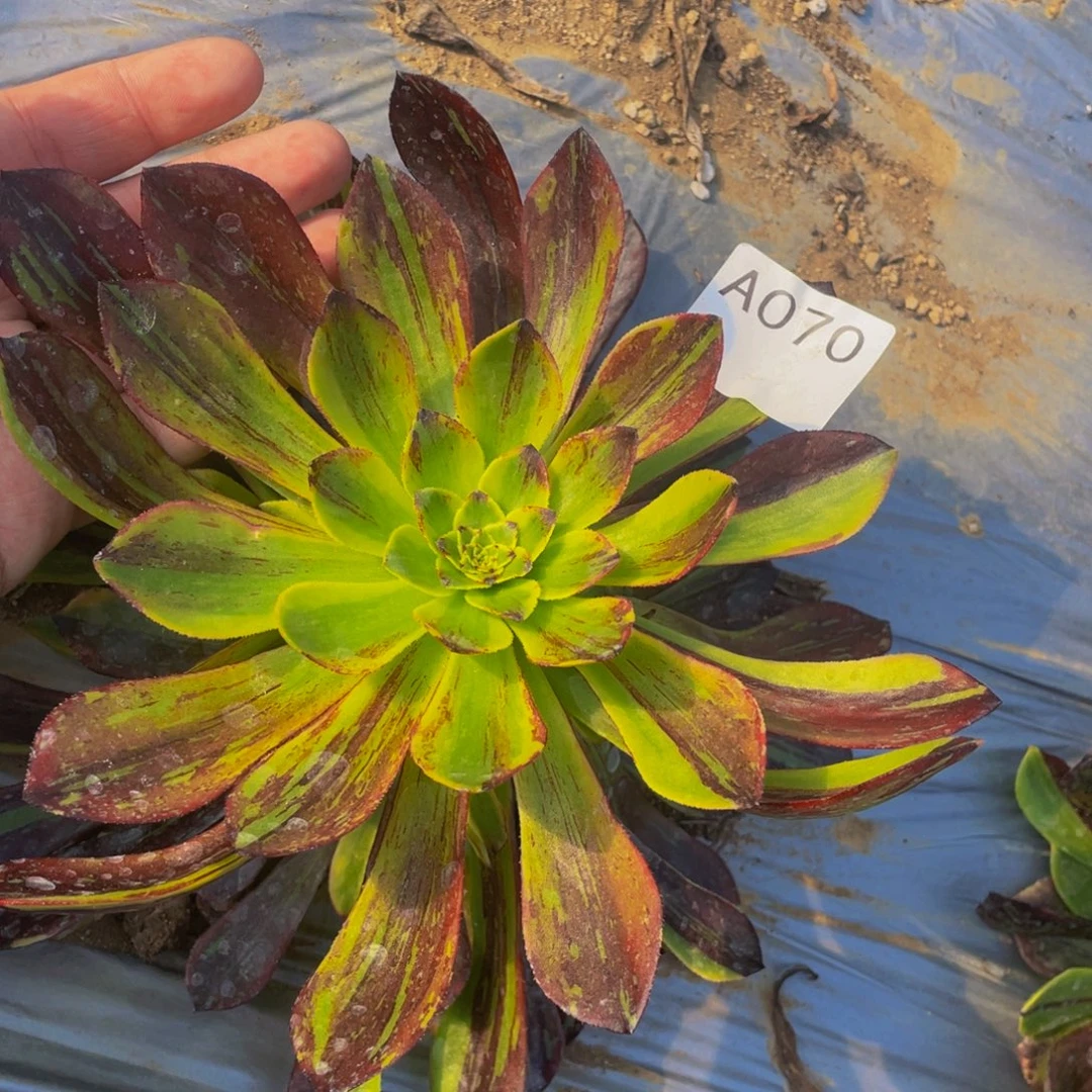 010莫兰迪多肉植物