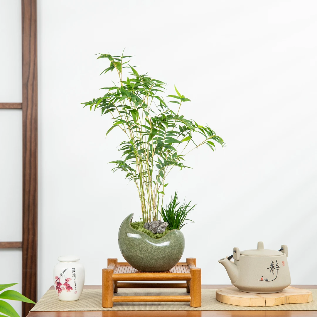米竹盆栽室内客厅茶几桌面禅意植物摆件办公室微景观造景绿植好养