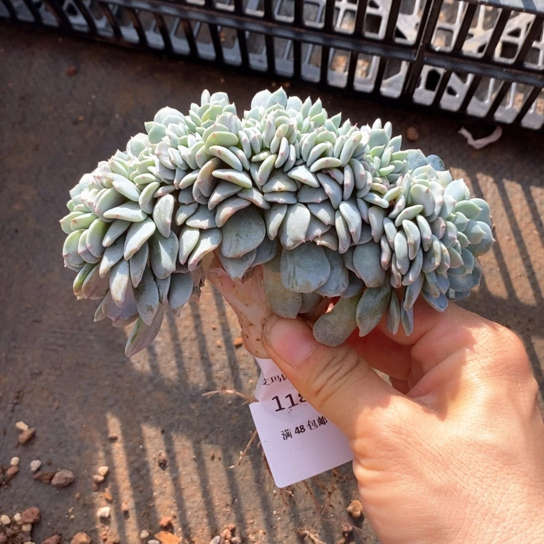 炫*海棠花缀化多肉多肉1186