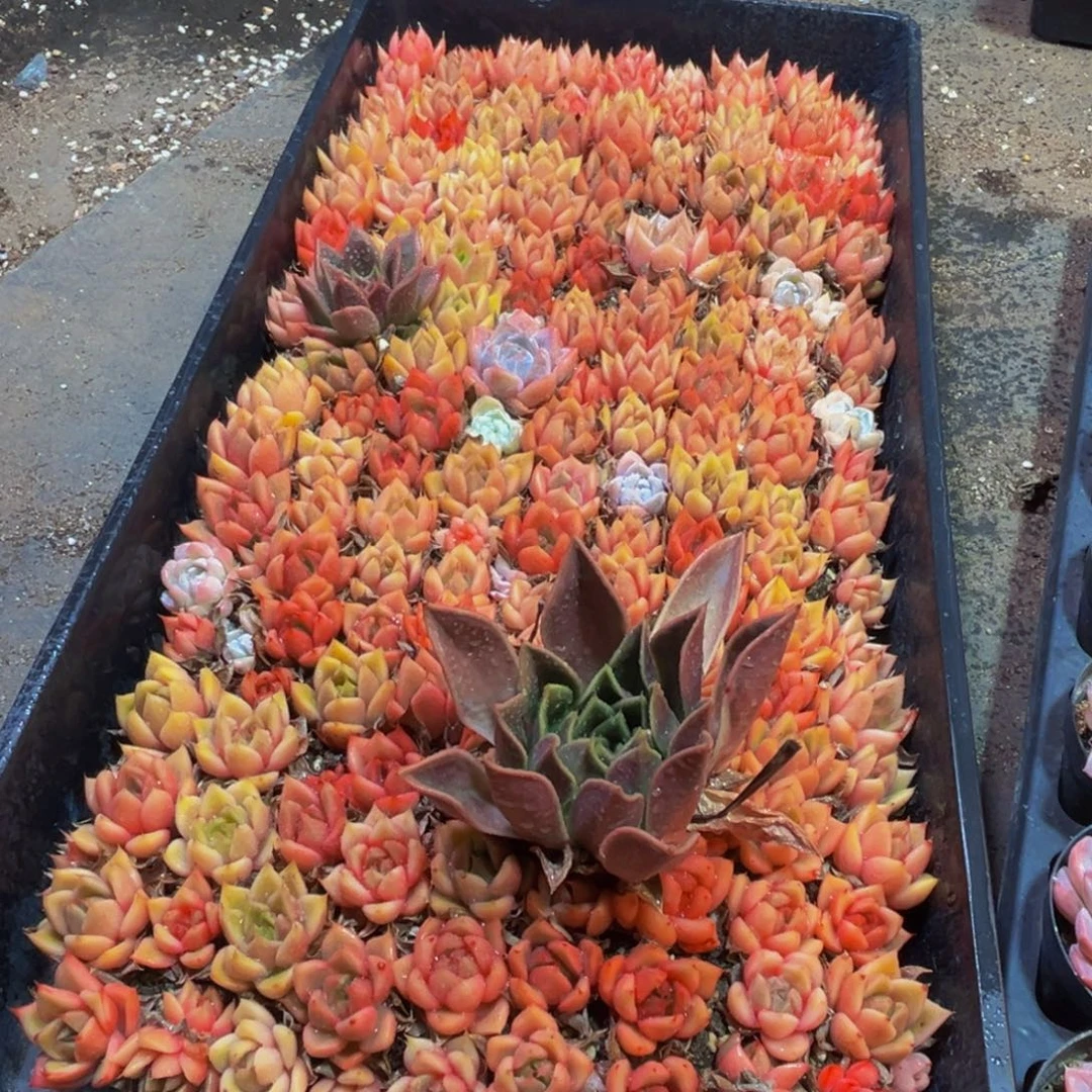 y***0852多肉葡萄的价格是多少