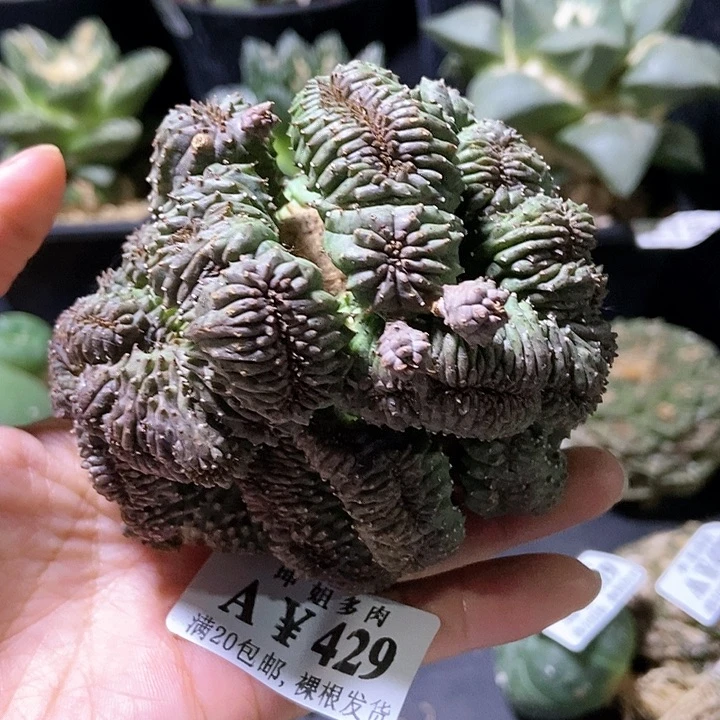 小**唐429自根布纹球缀化