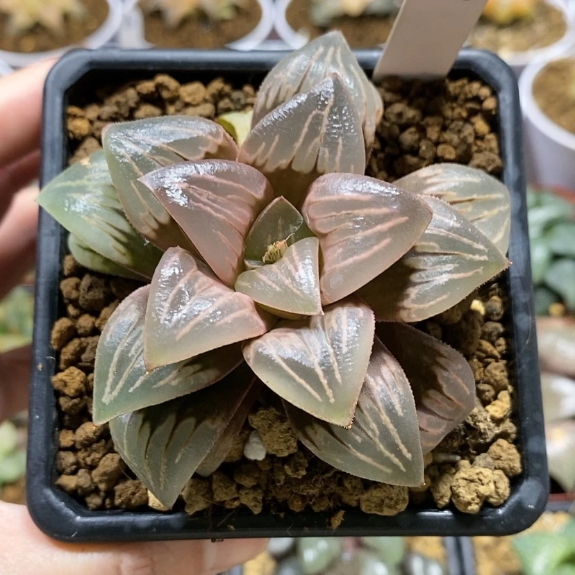 【闪购商品】26水晶银龟