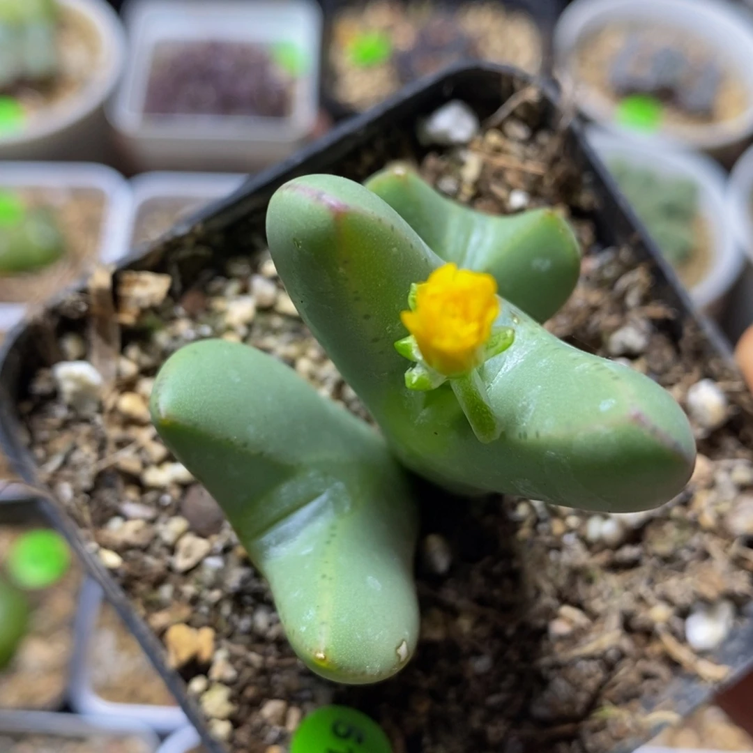 巨无霸多肉植物514