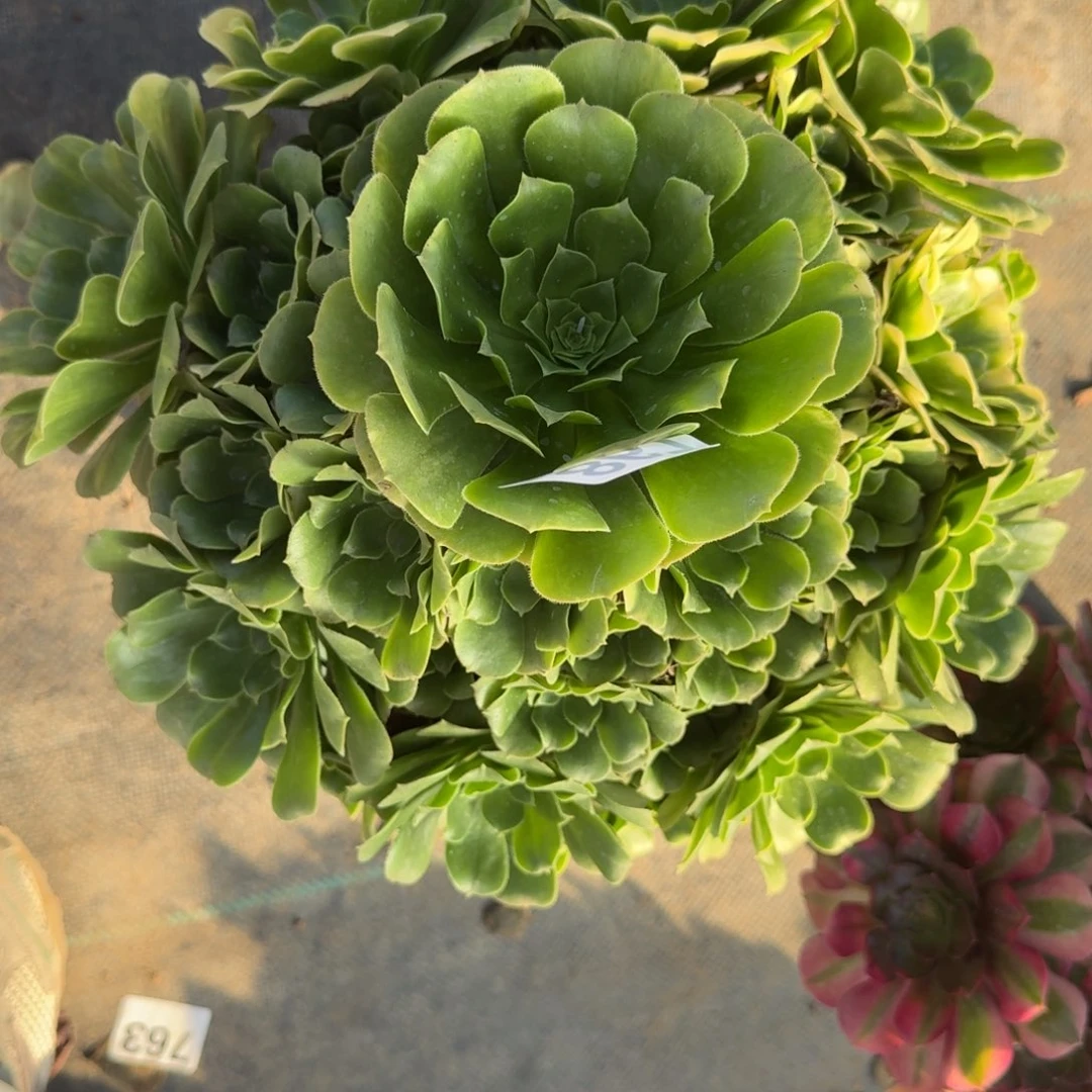 867五哈比六级多肉植物福利