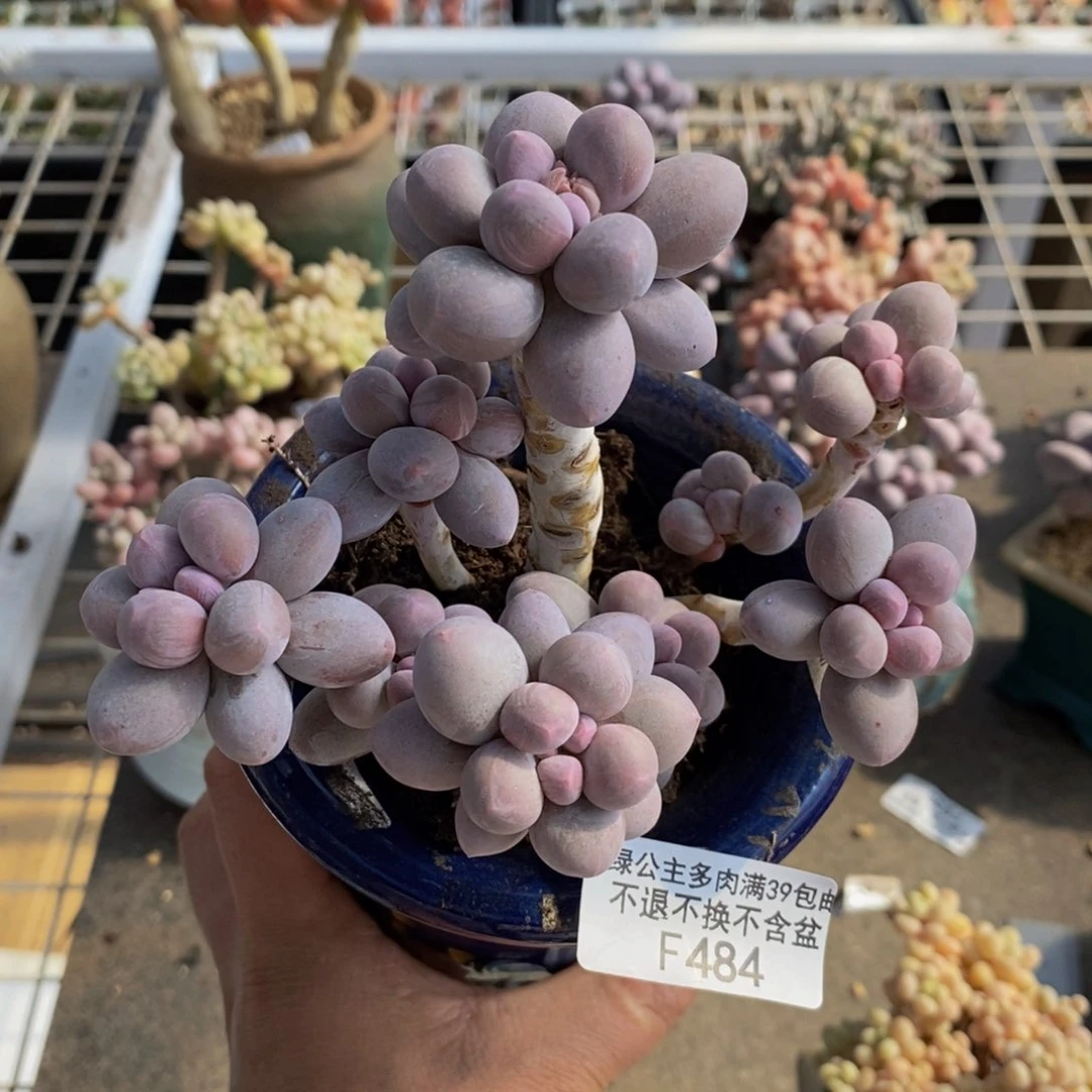 香水手指484/10c m