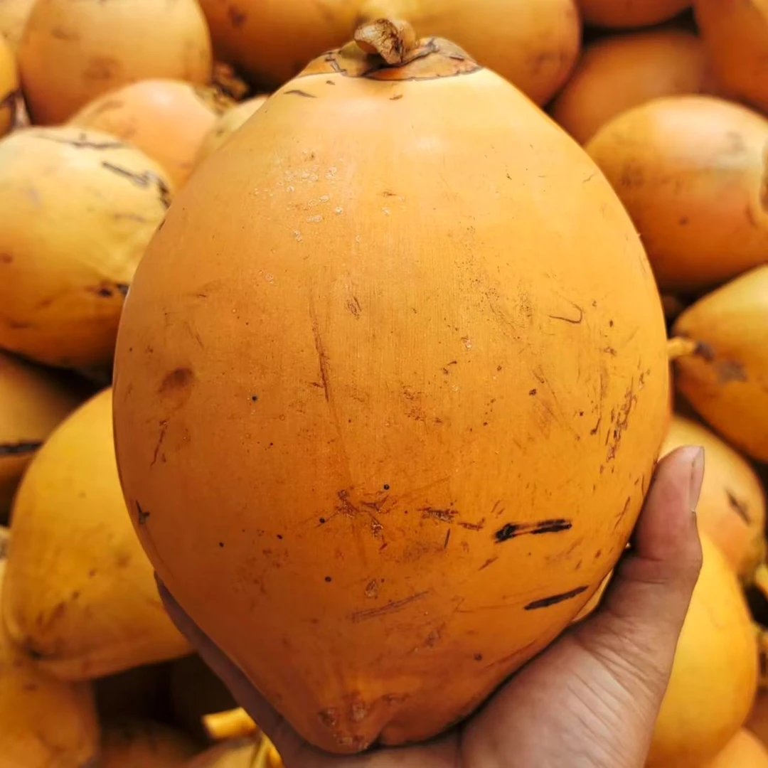 海南黄金椰清甜天然电解质水现产地摘现发海南热带9个椰子带皮发