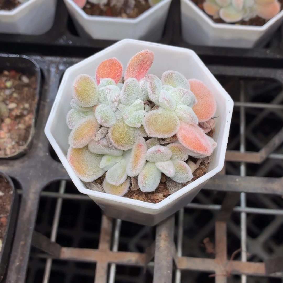 雪晃星缀化多肉9.9包邮发货