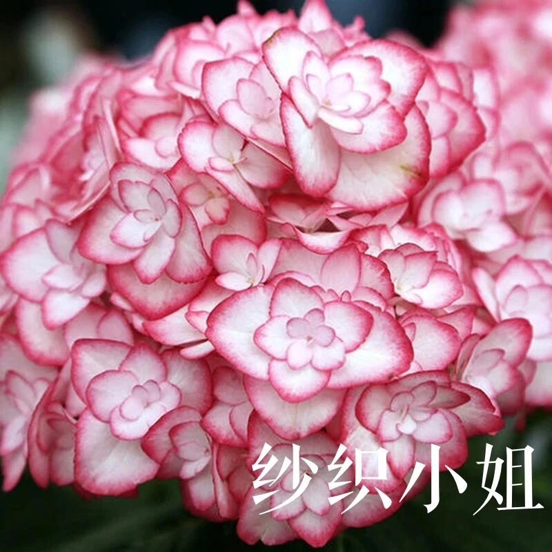 一物一拍纱织小姐绣球耐晒耐热庭院室内易活多季节开花