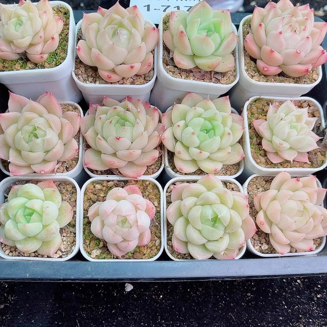 1-717 新疆西藏内蒙不发零度以下拍保温箱不拍不包损