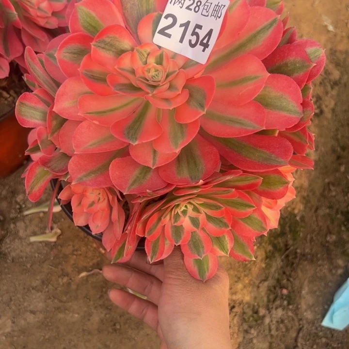 2154女巫多肉植物