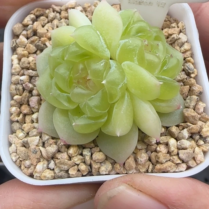 192号黄财晗雨多肉植物