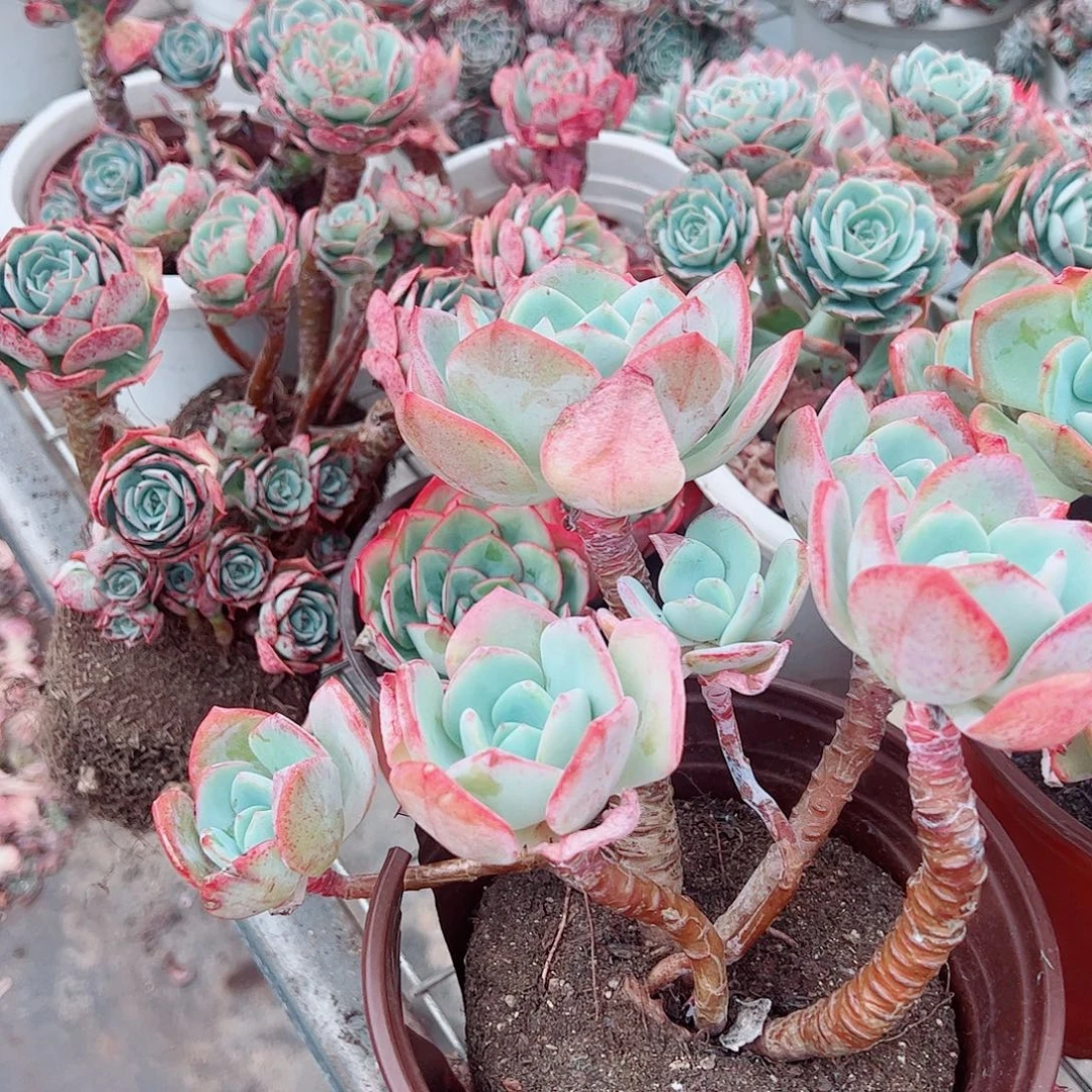 白月光多头群生老桩特价