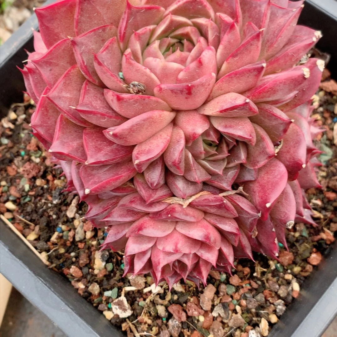 蛋*8264杂交多肉植物基地