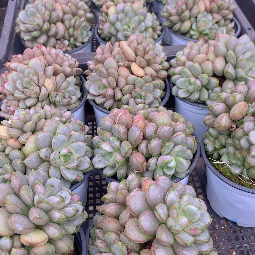 葡萄群45678890900000