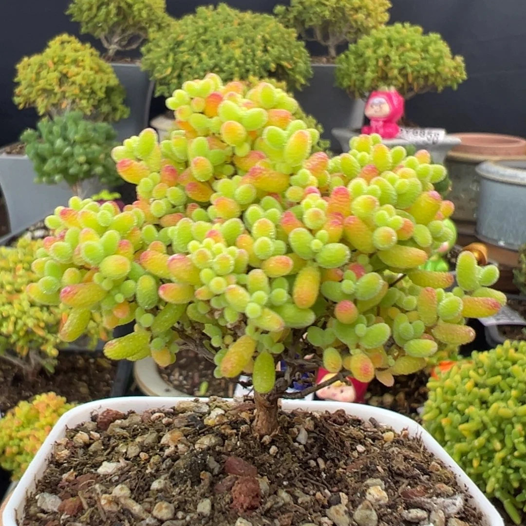 用***9dy6966精控蜜橘糖球冠幅6cm