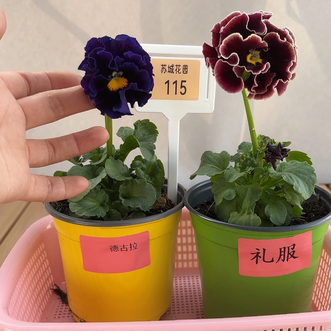 大部分开放少量花苞115