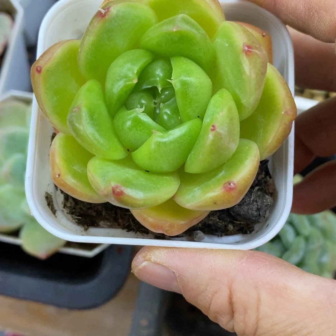 精品多肉一物一拍不包整19