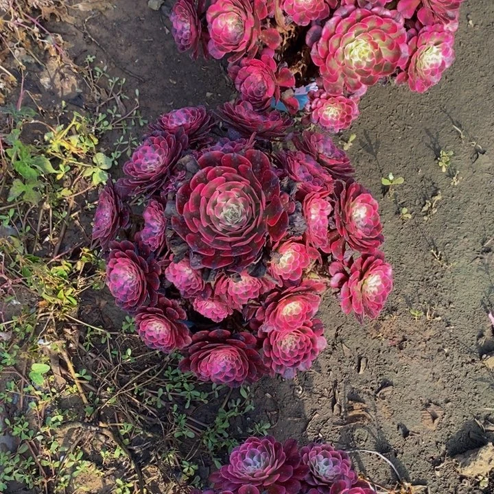 红彤白一颗多肉植物