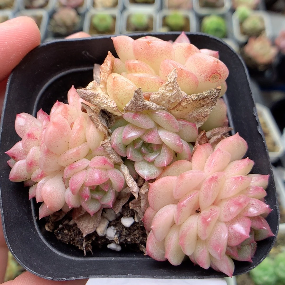 D67珍珠韩麦y y y y y y