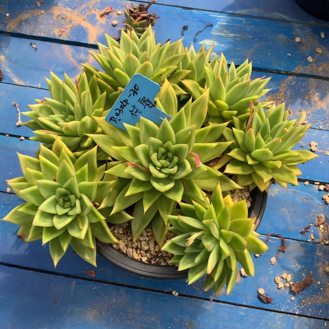 付东云组拍0304-30（付）寄