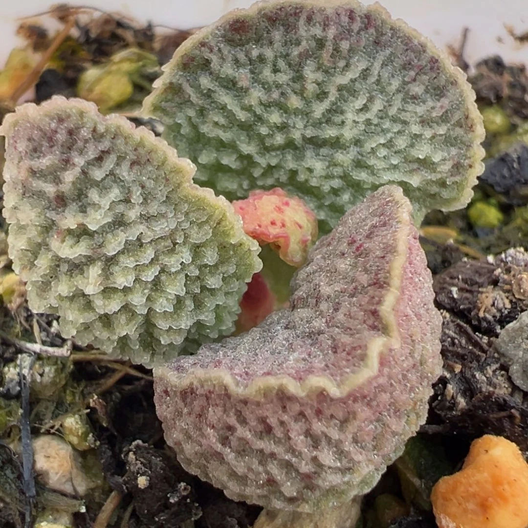 血斑款实生新品多肉植物