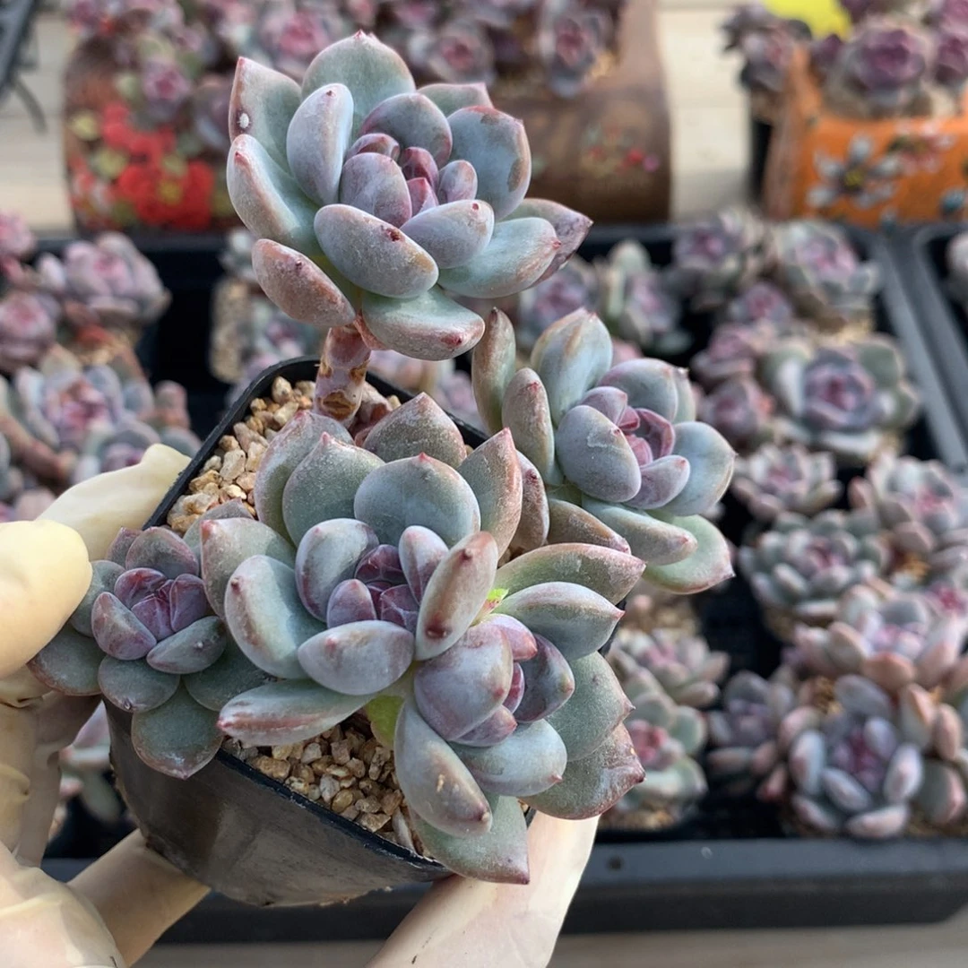 用***1用户65突尼斯发货多肉星影有砍