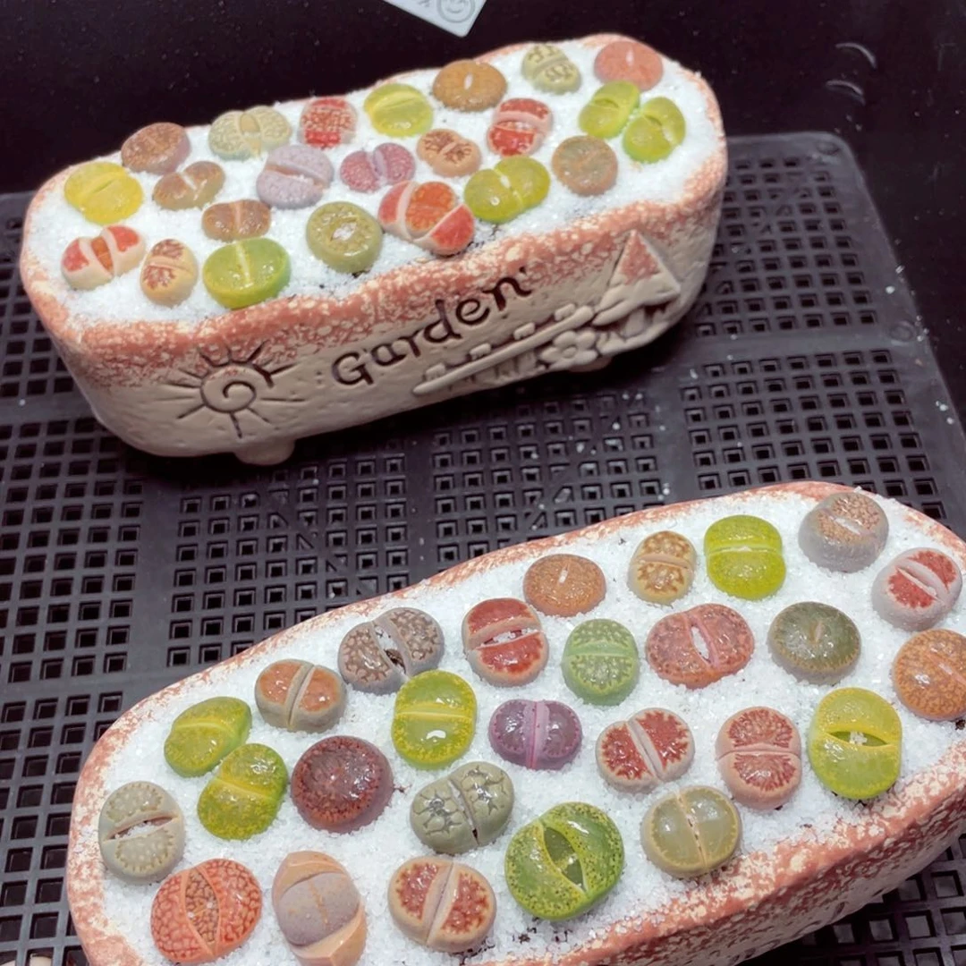 w7635田园风一份一盆量拍