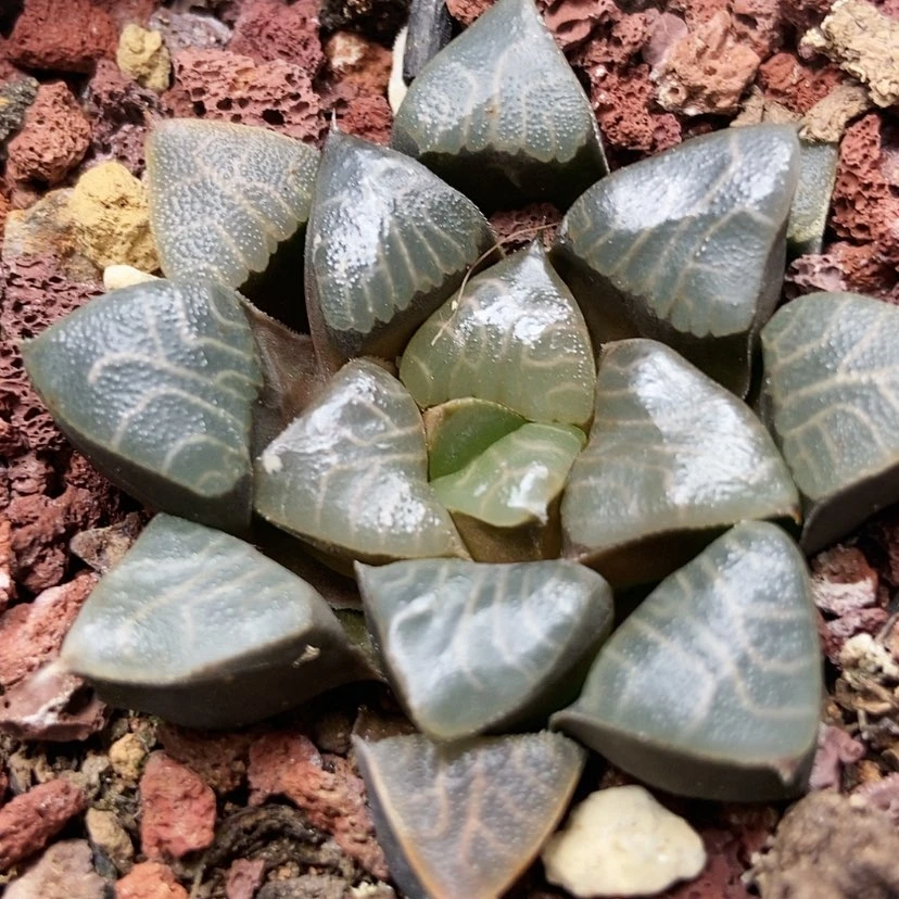 【闪购商品】超克紫镜20