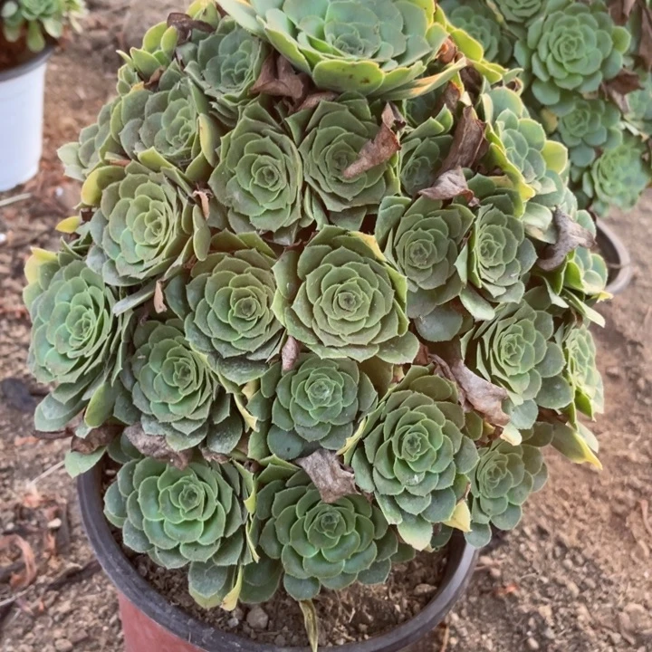 无花朵421多肉植物绿玫瑰