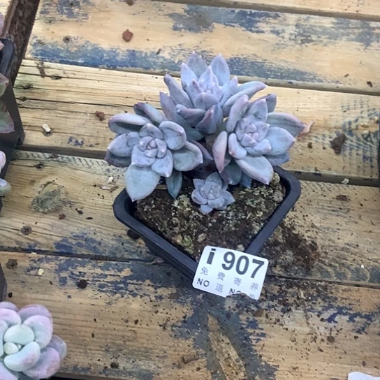 陈***莉伊丽莎白907 亏本处理不退不换7-8天发货