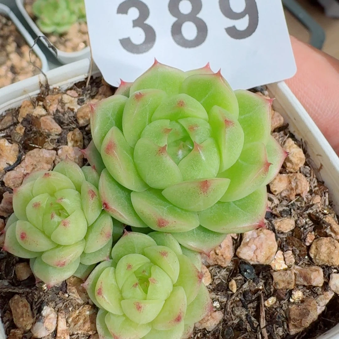 橄榄石            精美多肉植物