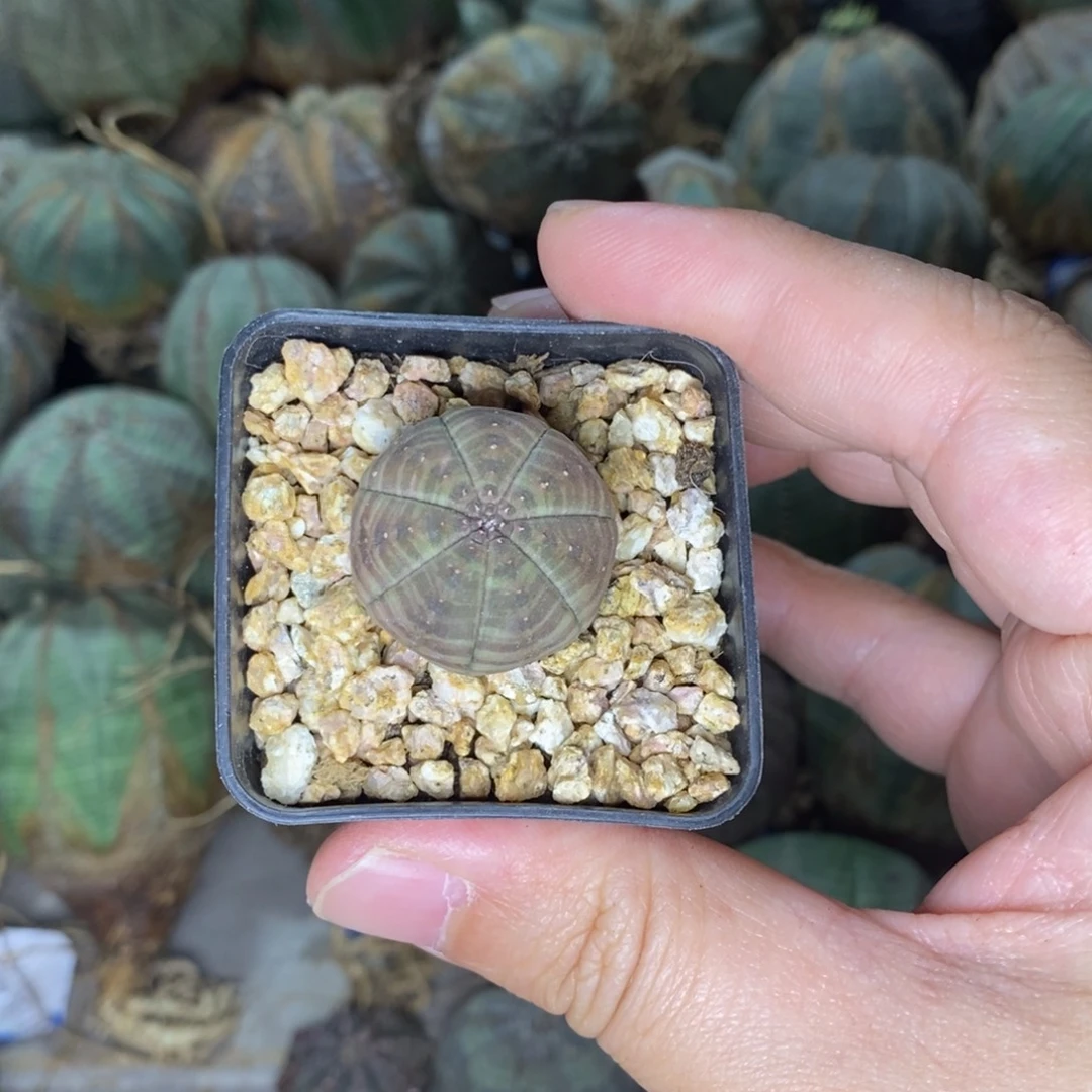 欧系布纹球一物一拍