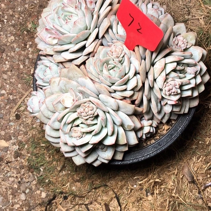 D****y72/////////////