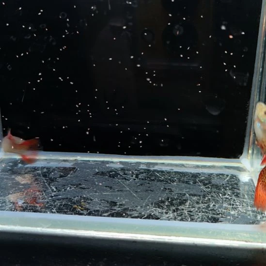 孔雀鱼微瑕金属红蕾丝一对